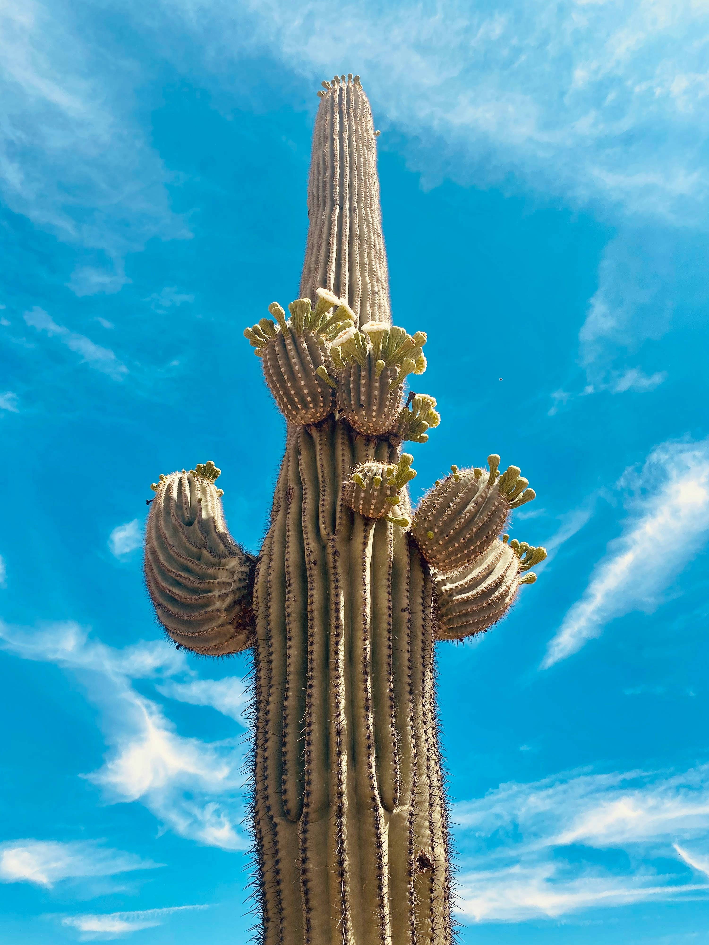 Saguaro Cactus | Seed Grow Kit