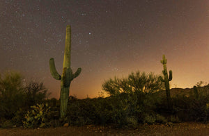 Saguaro Cactus | Seed Grow Kit