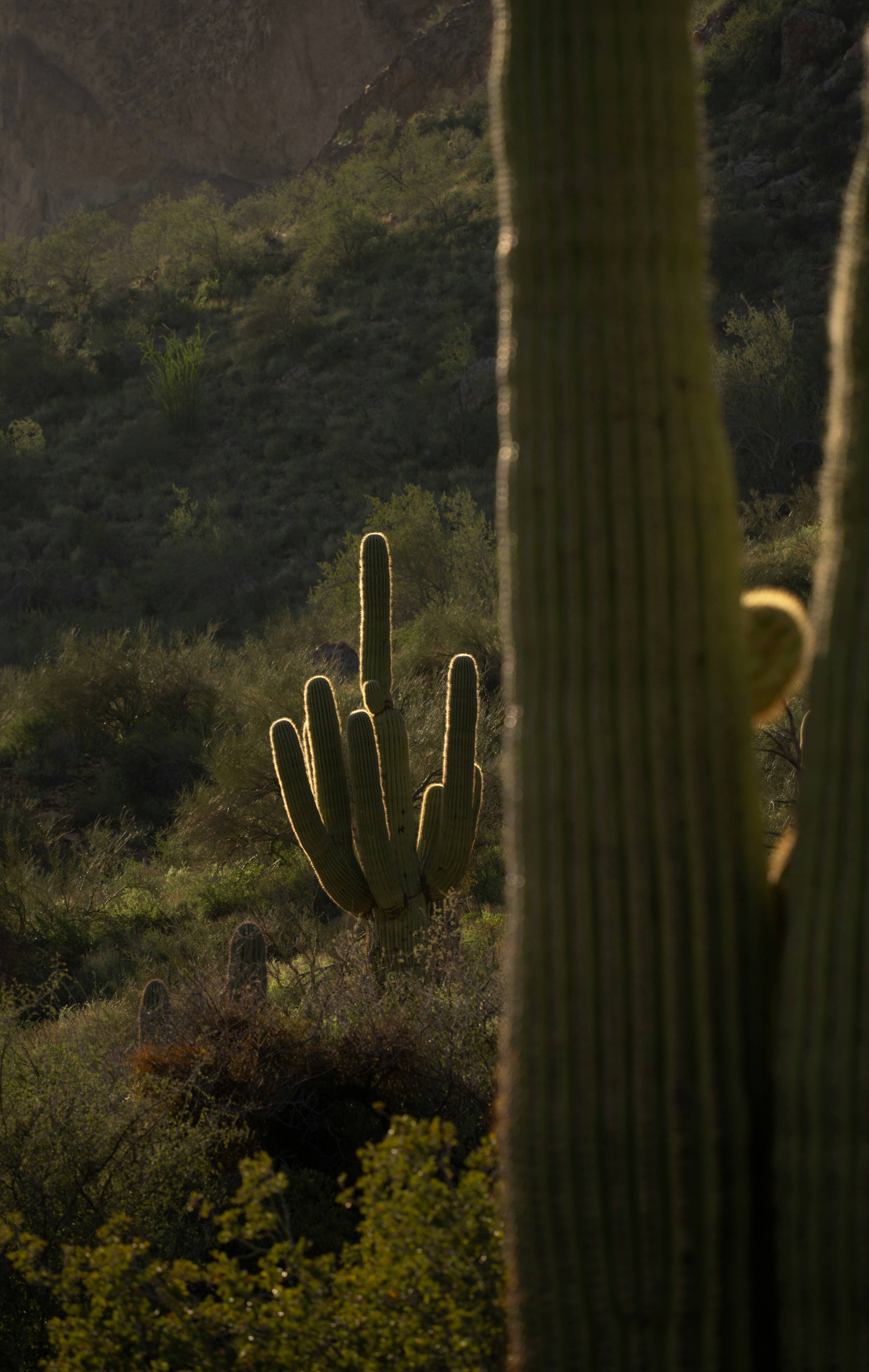 Saguaro Cactus | Seed Grow Kit