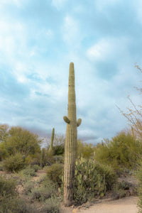 Saguaro Cactus | Seed Grow Kit