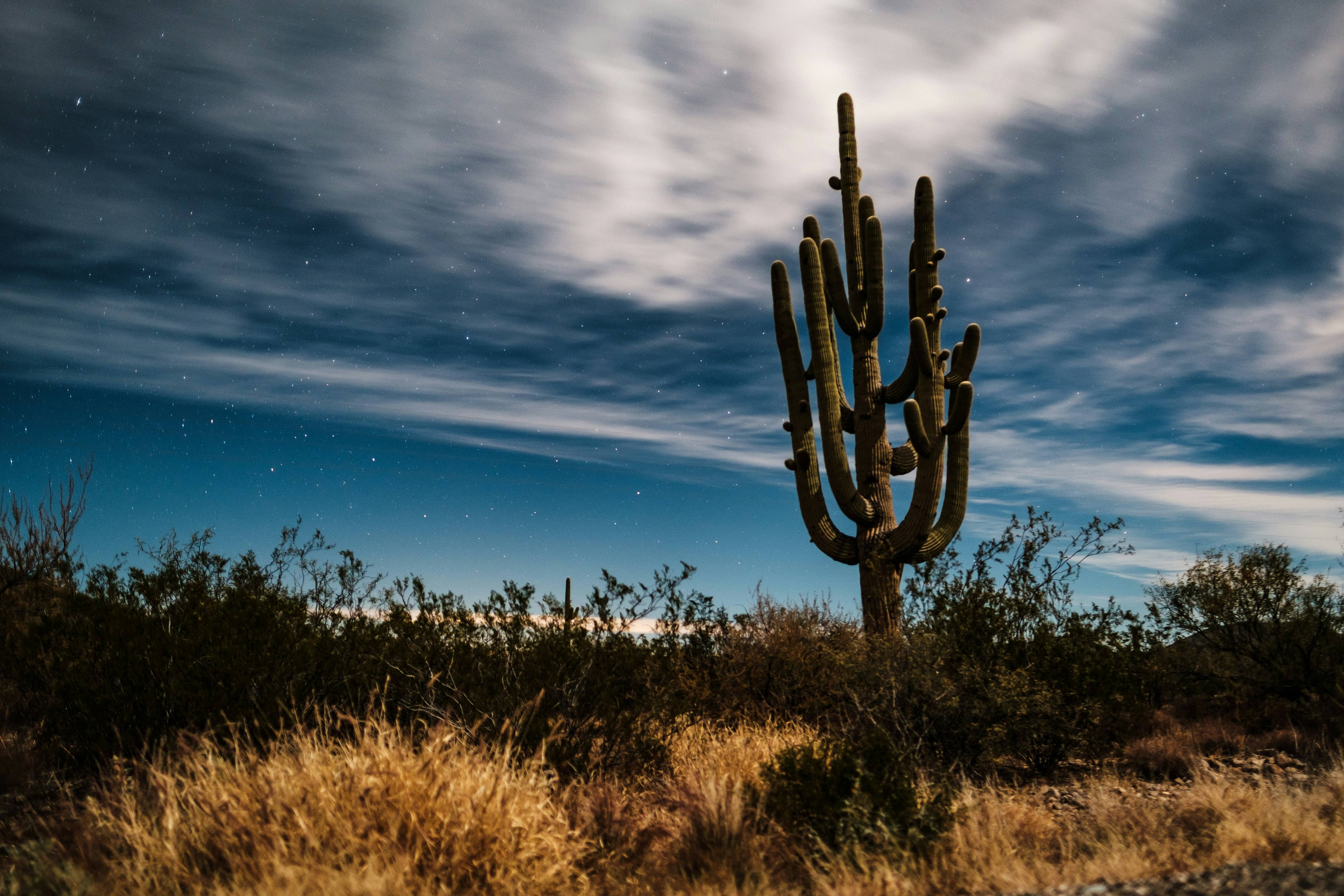 Saguaro Cactus | Seed Grow Kit