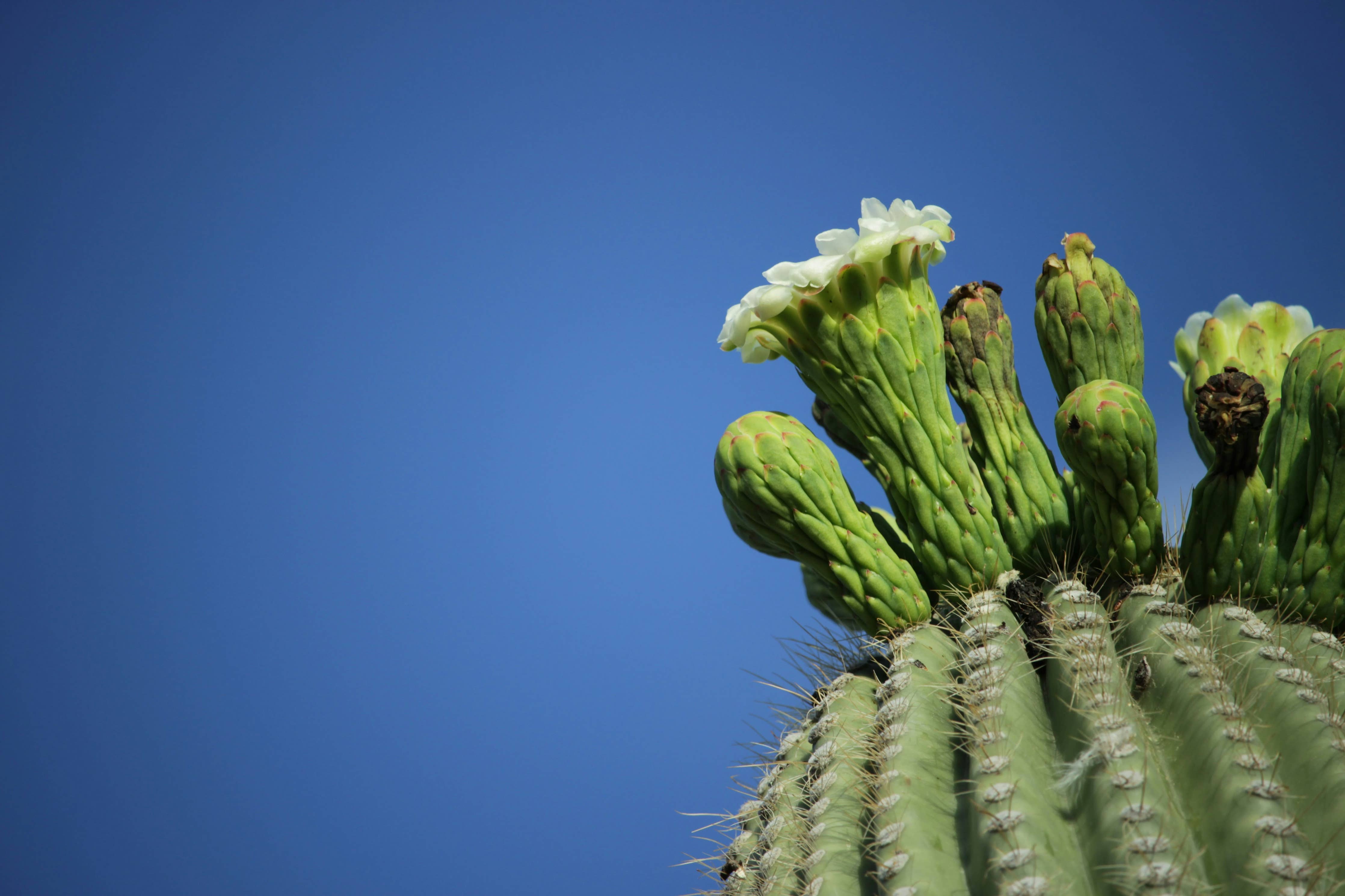 Saguaro Cactus | Seed Grow Kit