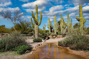 Saguaro Cactus | Seed Grow Kit