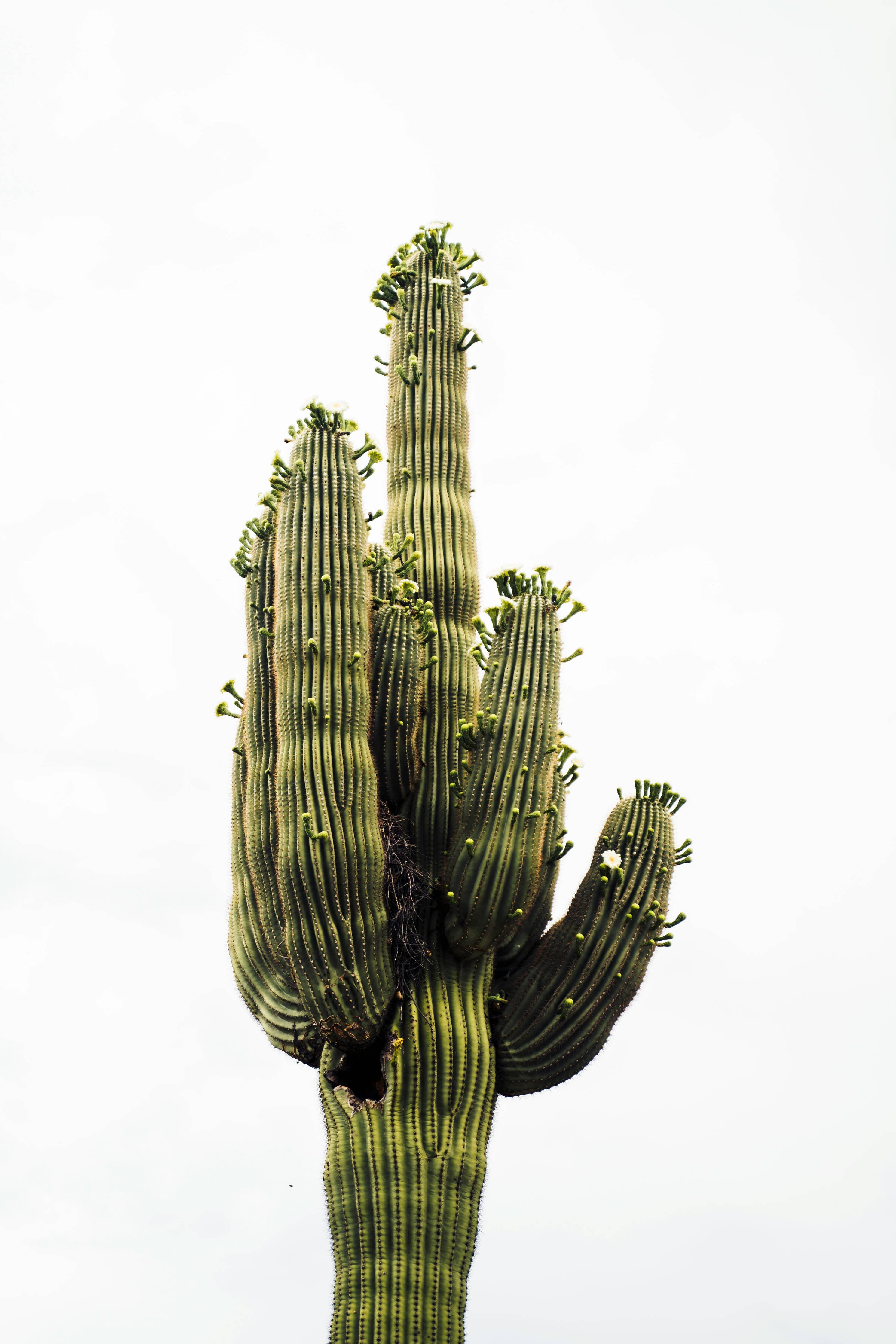 Saguaro Cactus | Seed Grow Kit