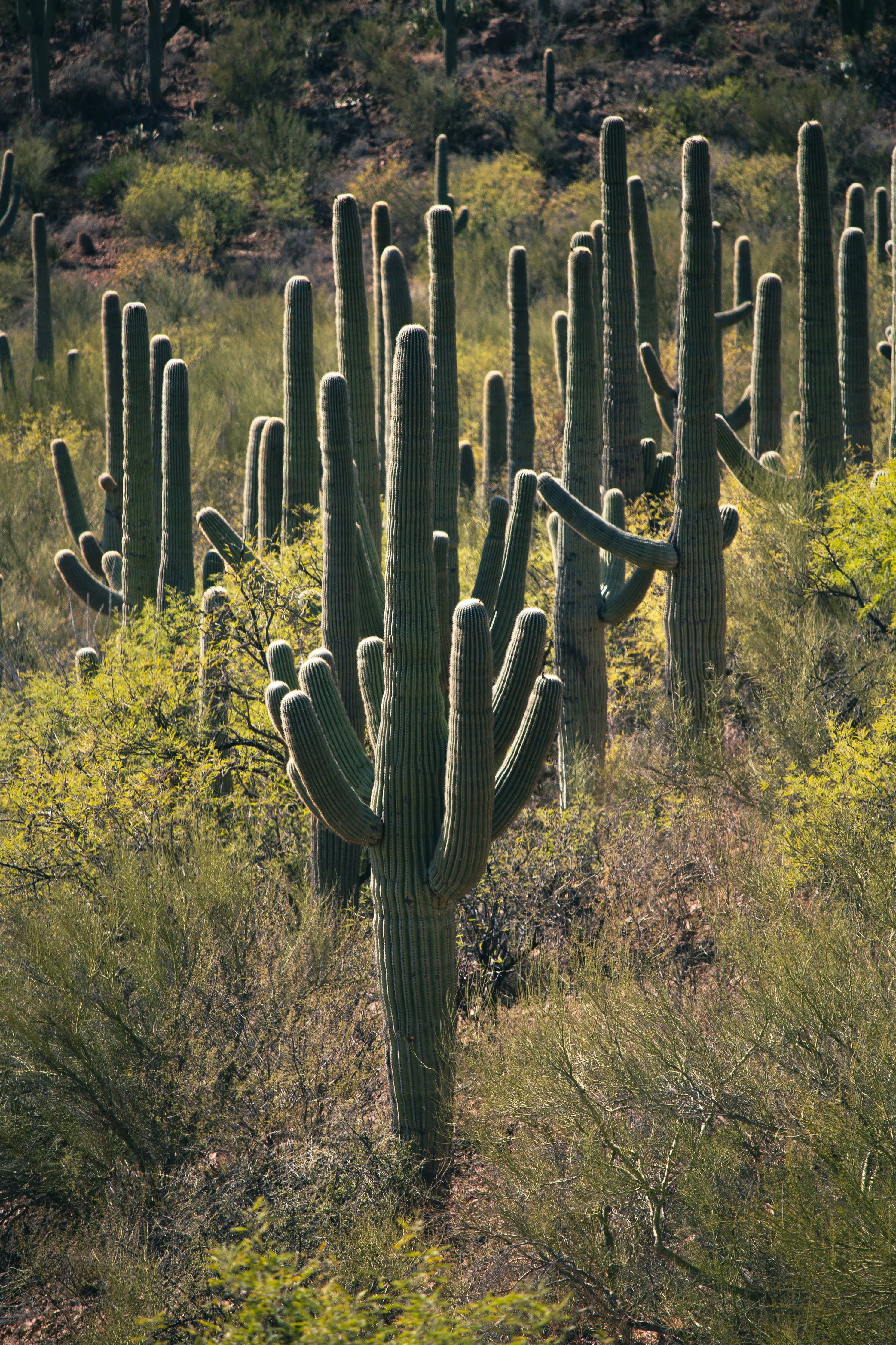 Saguaro Cactus | Seed Grow Kit