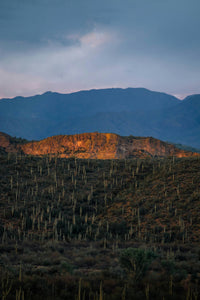 Saguaro Cactus | Seed Grow Kit